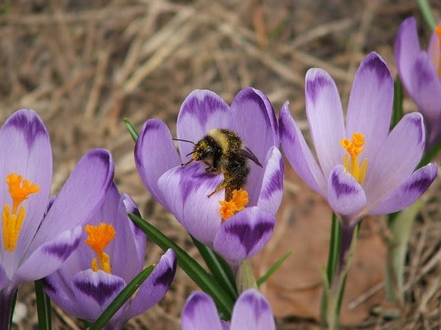 Trzmiel w płatkach krokusa - III miejsce krokus, trzmiel