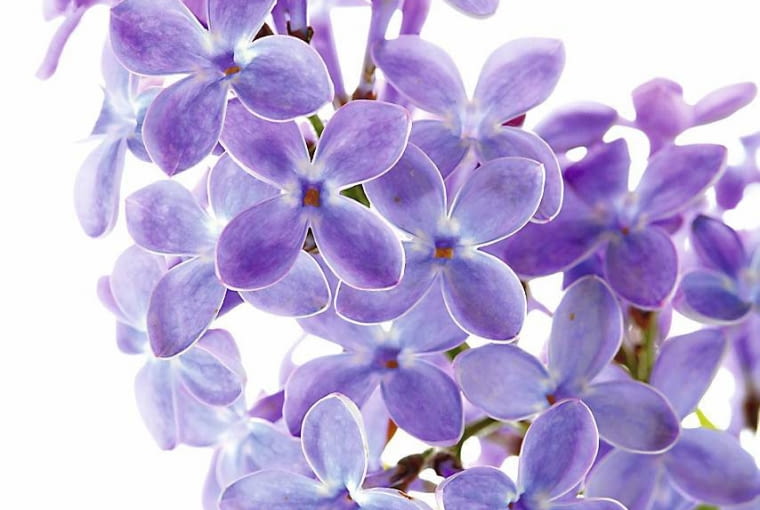 Jadalne kwiaty bzu lilaka Jadalne kwiaty bzu lilaka