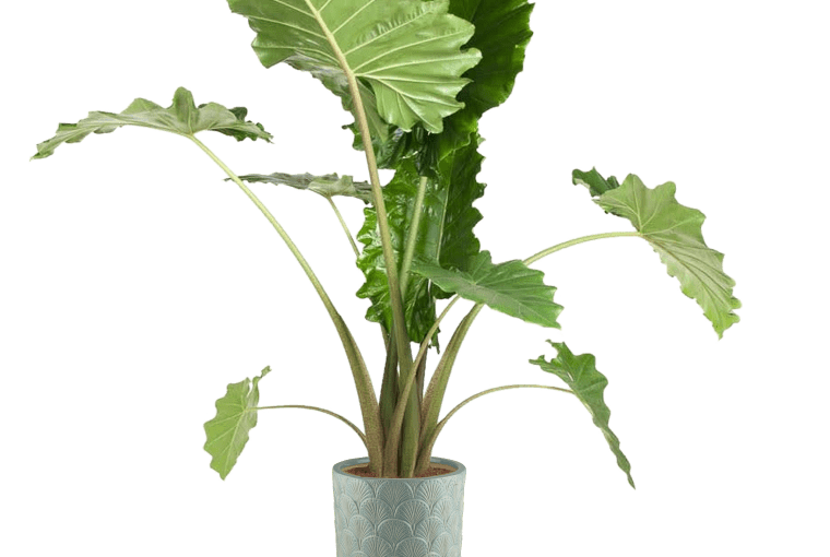 Alokazja Portodora 100 cm, 249,00 zł Alokazja Portodora 100 cm, 249,00 zł