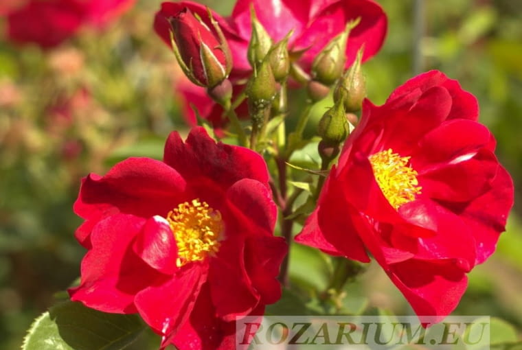 Rózą ‘Aragorn’ Rózą ‘Aragorn’