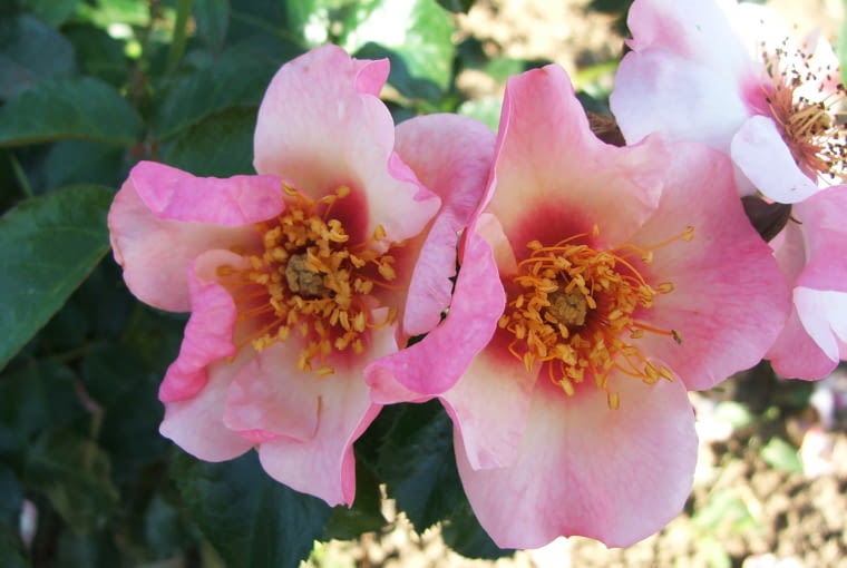 róża ‘Bright as a Button®’ róża ‘Bright as a Button®’