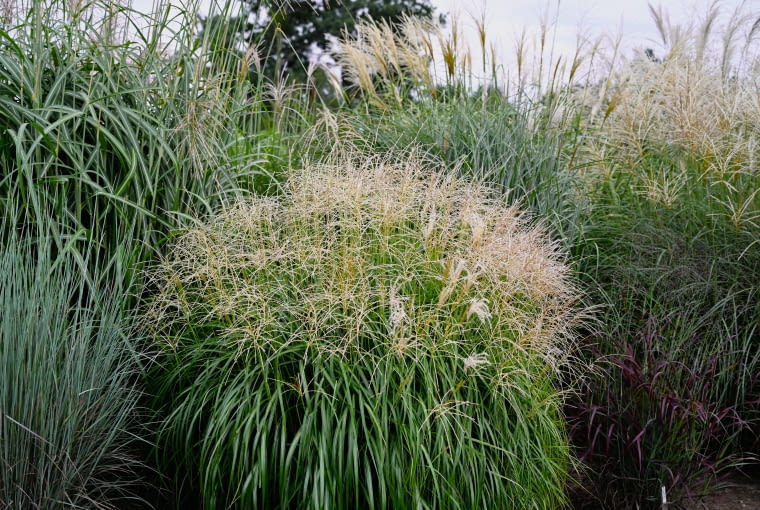 Miscanthus sinensis 'Pagels' Miscanthus sinensis 'Pagels'