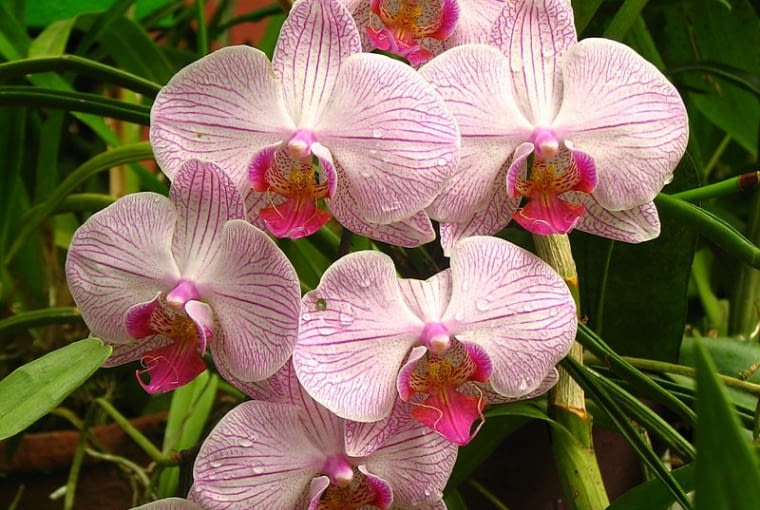 Falenospis to storczyk najmniej kłopotliwy w uprawie