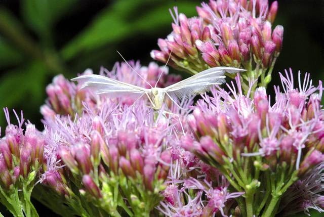 Ćmy. Piórolotek śnieżynka ma wbrew pozorom dwie pary skrzydeł, podobnie jak inne motyle i ćmy. Spotkać go można na kwiatach, także w ciągu dnia