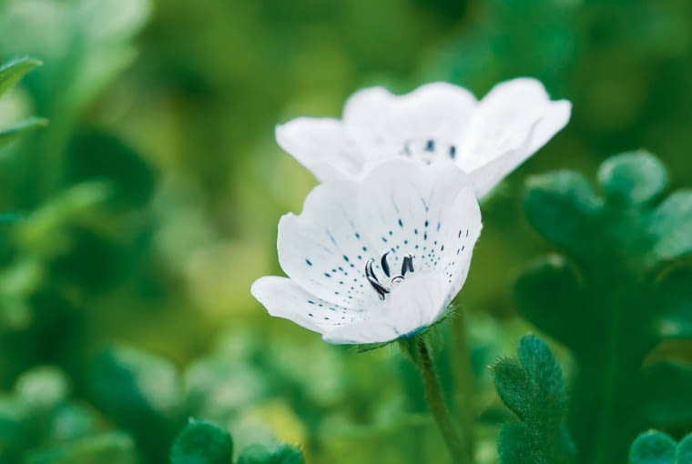 'Snowstorm', Nemophila menziesii 'Snowstorm', Nemophila menziesii