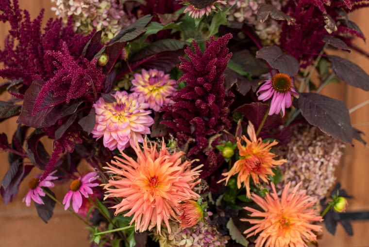 Celozja w bukiecie Celozja w bukiecie