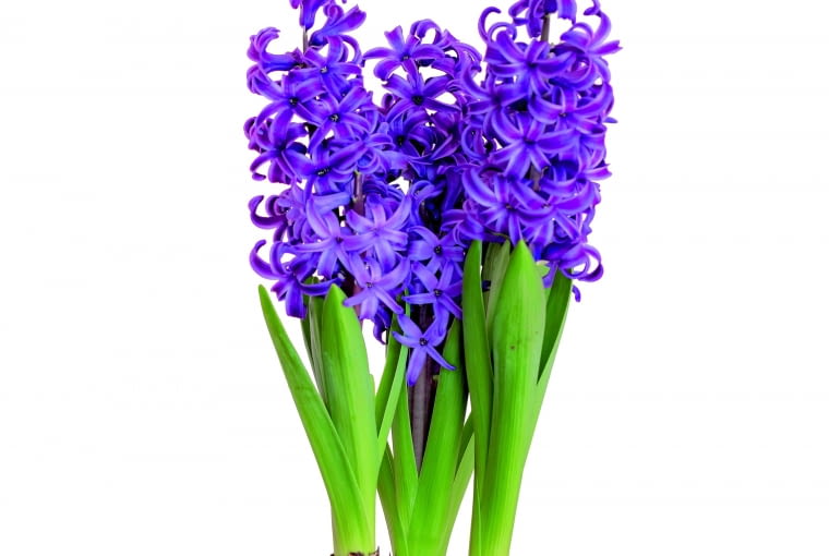 Hiacynty Kwiaty na balkonie