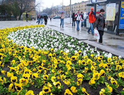 11.04.2006 CZESTOCHOWA PLAC BIEGANSKIEGO KWIATKI BRATKI POSADZONE PRZED RATUSZEM MUZEUM CZESTOCHOWSKIM FOT GRZEGORZ MISIAK / AGENCJA GAZETA