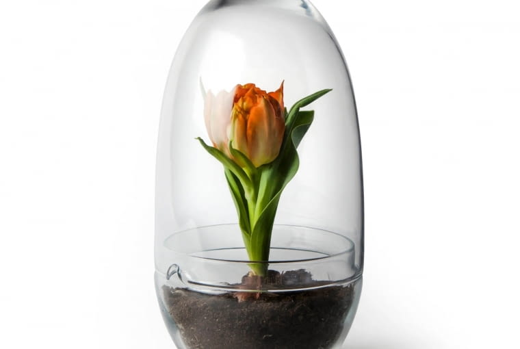 Szklarnia Grow (Design House Stockholm), śr. 11 cm, 159 zł.