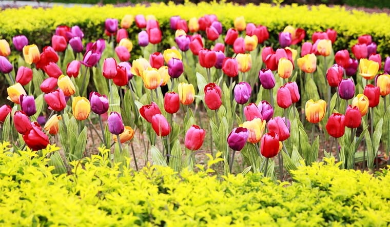 Kompozycje z tulipanów Kompozycje z tulipanów