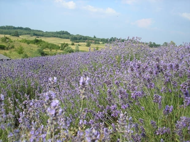 Lawendowe pole