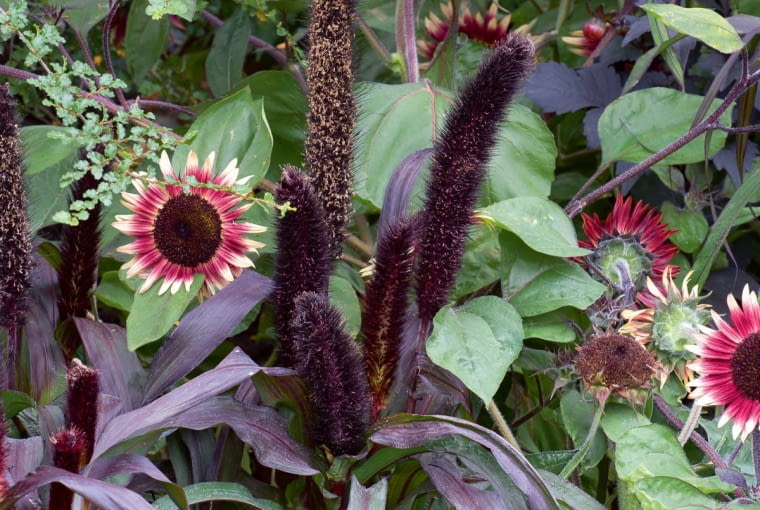 Proso 'Red Jewel' zadziwia niezwykłą barwą liści i puszystych owocostanów. Ładnie komponuje się z kwiatami ozdobnych słoneczników.