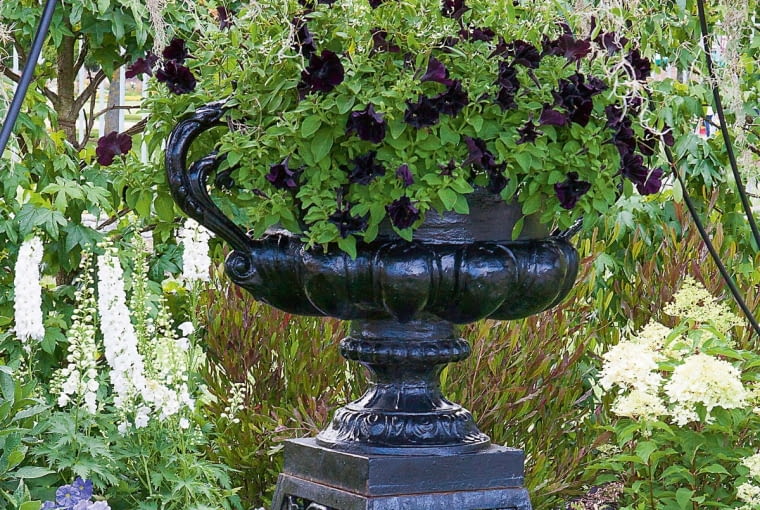 Petunia Crazytunia 'Black Mamba' jest także doskonałą solistką.