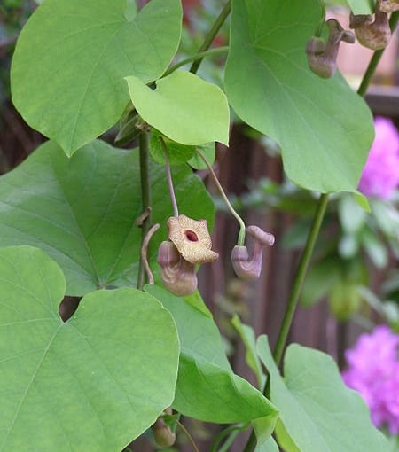 Kokornak wielkolistny (Aristolochia macrophylla). Pnącza Kokornak wielkolistny (Aristolochia macrophylla). Pnącza