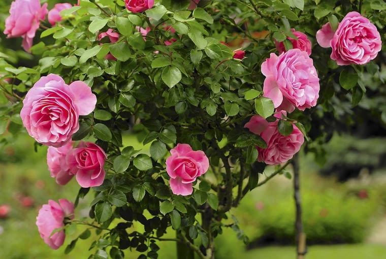 Zadbane róże tworzą dużo kwiatów i są mniej podatne na choroby. Na zdjęciu forma pienna (sztamowa).