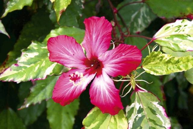 Róża chińska. 'Cooperii' Róża chińska. 'Cooperii'