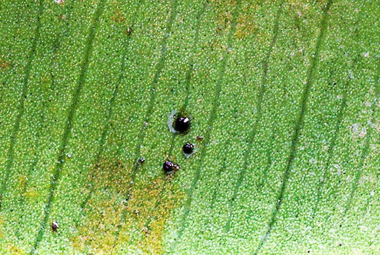 Odchody wciornastków