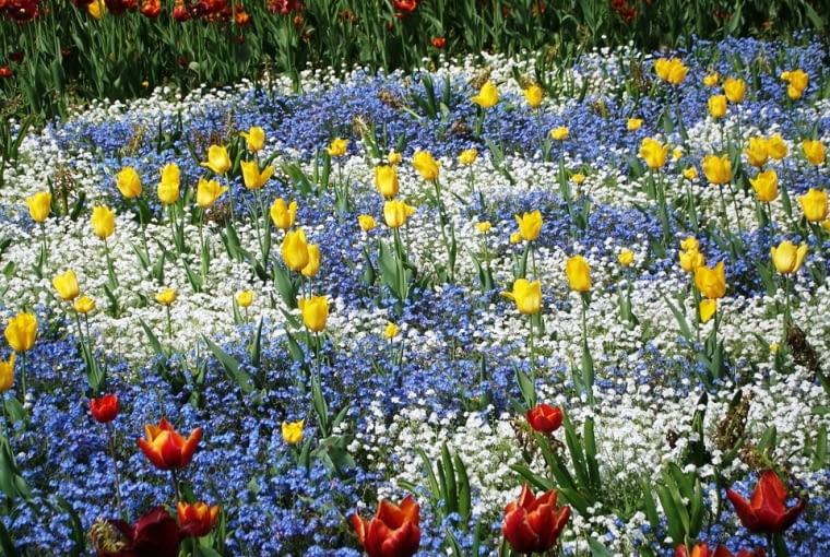 Kompozycje z tulipanów Kompozycje z tulipanów