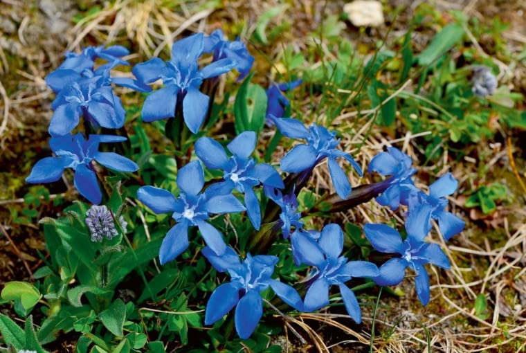 Goryczka wiosenna Goryczka wiosenna