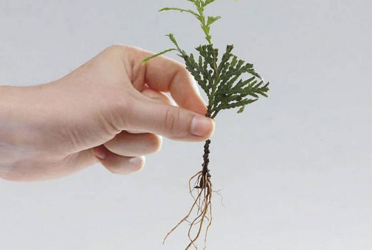 15.06.2009 WARSZAWA SESJA SADZONKI ZYWOTNIKA KROK PO KROKU DLA CZASOPISMA KWIETNIK OGRODY FOT. ARKADIUSZ SCICHOCKI / AGENCJA GAZETA PUBLIKACJA OGRODY NR 8 (124) - 8 2009 SLOWA KLUCZOWE: ROSLINA OGRODNICTWO ZDJĘCIE DO WKŁADKI: PUBLIKACJA OGRODY NR 8 (124) - CZASOPISMA