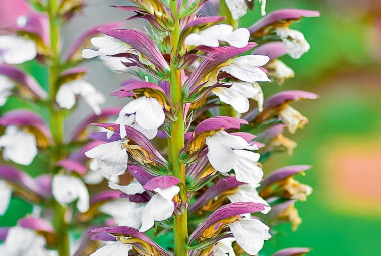 Akant (Acanthus) Akant (Acanthus)