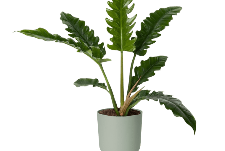 Filodendron Narrow 65-75 cm 95,90 zł Filodendron Narrow 65-75 cm 95,90 zł