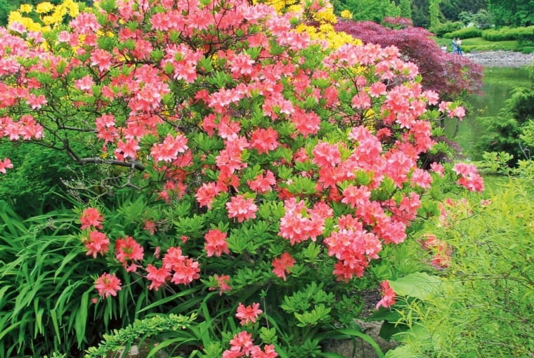 Azalia japońska/LEROY MERLIN. Do ozdoby terenu wokół oczka. Cena: 11,95 zł (wys. 15 cm), www.leroymerlin.pl