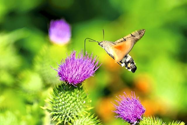 Ćmy. Fruczak gołąbek to najczęściej spotykany polski 'koliber'. Chętnie odwiedza nie tylko osty, ale również floksy i pelargonie