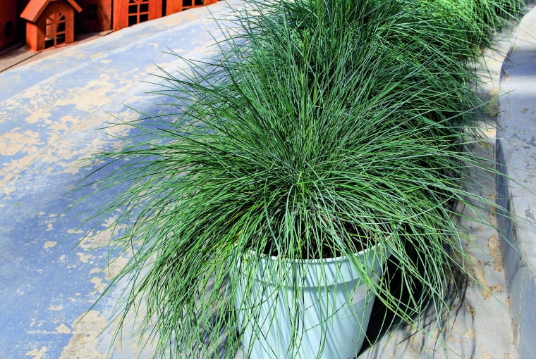 kostrzewa sina kostrzewa sina