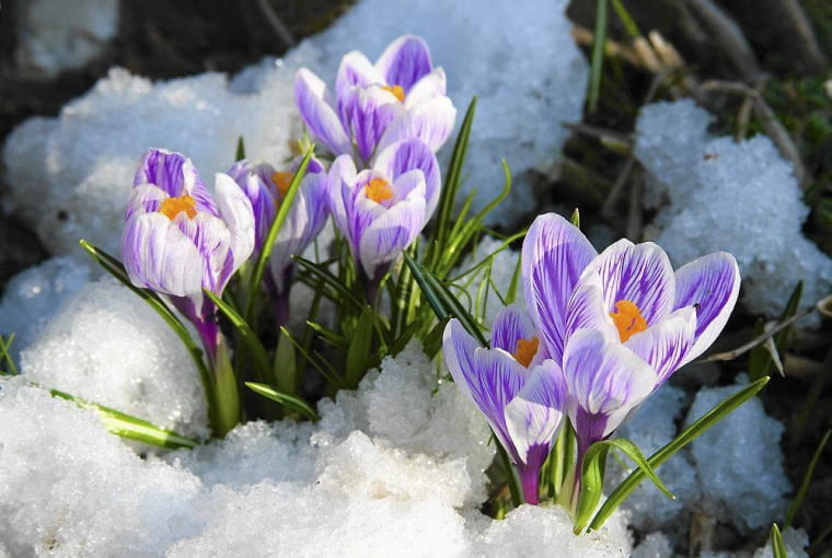 KROKUS WIOSENNY 'PICKWICK' zakwita pod koniec marca. KROKUS WIOSENNY 'PICKWICK' zakwita pod koniec marca.