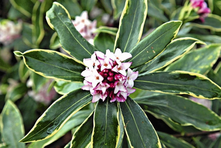 wawrzynek Daphne odora 'Aureomarginata' AGM SLOWA KLUCZOWE: winter closeup selective focus pink pale flowers petals shrubs scented fragrant evergreens plant portraits variegated Foliage Leaves Cream margins edges