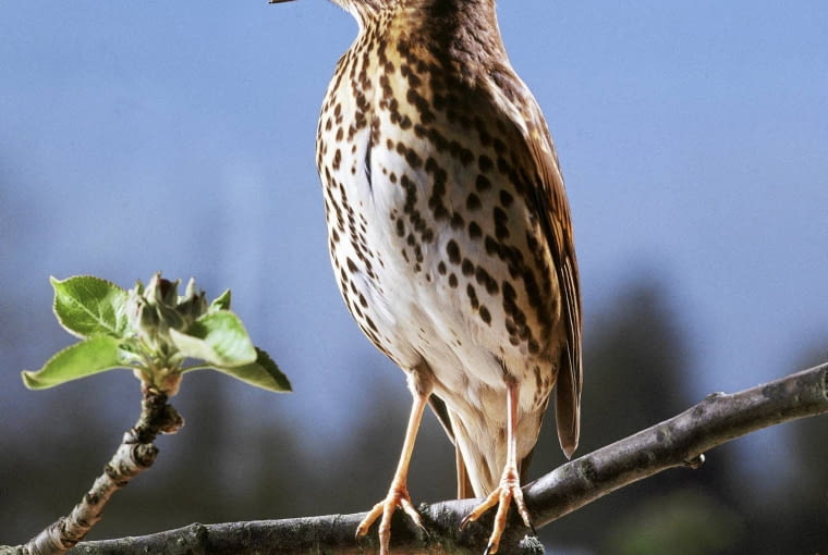 Song Thrush (Turdus philomelos) male singing in spring. [Surrey, England] SLOWA KLUCZOWE: Ast braun Close Up Drosseln Europa Europšer Europšer europšisch europšisch Farben Federn FrŁhling FrŁhling Garten gefiedert geUffnet geUffnet gesprenkelt in der freien Natur mšnnlich mšnnlich Nahaufnahme Uffnen Uffnen quadratisch Schnabel Singdrossel singen SingvUgel Tier turdus philomelos Vogel VUgel VUgel weiR weiR Wildlife Zweig