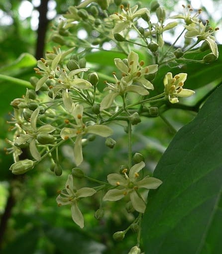 Fot. wikipedia Fot. wikipedia