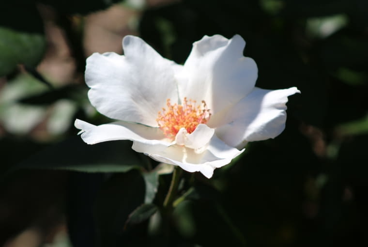 Róża ‘Anne Aymone’ Róża ‘Anne Aymone’