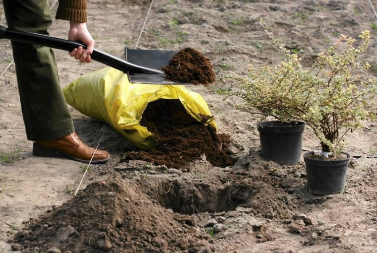Przed przesadzeniem roślin z doniczek do ogrodu kopiemy dołki i zaprawiamy je (zależnie od potrzeb)torfem, gliną lub kompostem. 12.10.2005 WARSZAWA BYLINIARNIA SZKOLA GLOWNA GOSPODARSTWA WIEJSKIEGO ( SGGW ) PRACE OGRODOWE PORZADKOWE KROK PO KROKU JESIEN - SADZENIE ROSLIN FOT. WOJCIECH SURDZIEL / AGENCJA GAZETA PUBLIKACJA KWIETNIK NR 3 (159) - 3 2008 SLOWA KLUCZOWE: OGRODNICTWO ROSLINY ZDJĘCIE DO WKŁADKI: PUBLIKACJA KWIETNIK NR 3 (159) - CZASOPISMA
