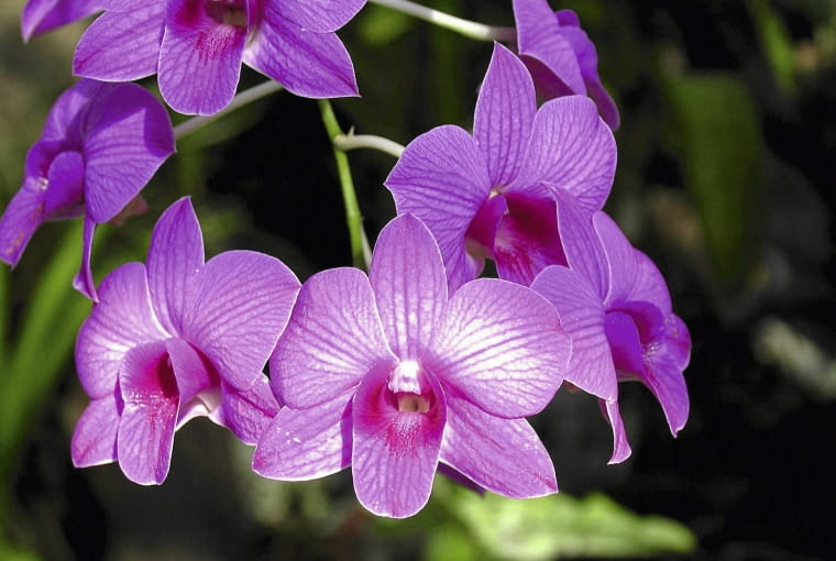 Dendrobium polyanthum kwitnie wyjątkowo obficie. ROSLINY KWIATY STORCZYK DENDROBIUM FOT. WOJCIECH KINDLARSKI PUBLIKACJA KWIETNIK NR 11 (155) - 11 2007 SLOWA KLUCZOWE: ROSLINY KWIATY ZDJĘCIE DO WKŁADKI: PUBLIKACJA KWIETNIK NR 11 (155) - 11 2007