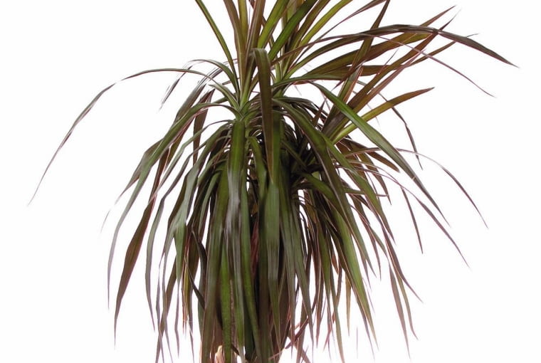 Fikus i dracena przechylają się w stronę okna, aby dotrzeć do źródła światła