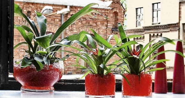 Guzmania i kalanchoe GUZMANIA , KALANCHOE