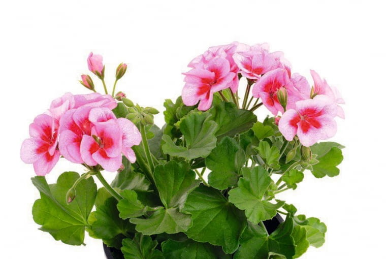 BEGONIA STALE KWITNĄCA tworzy kępy o wysokości 20-25 cm gęsto pokryte kwiatami. BEGONIA STALE KWITNĄCA tworzy kępy o wysokości 20-25 cm gęsto pokryte kwiatami.