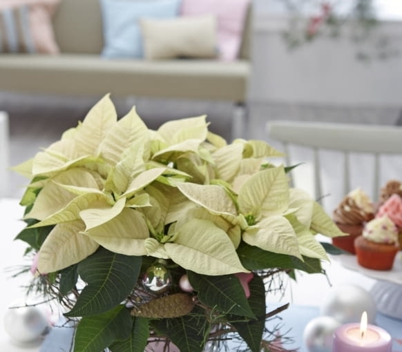 Gwiazda betlejemska Gwiazda betlejemska