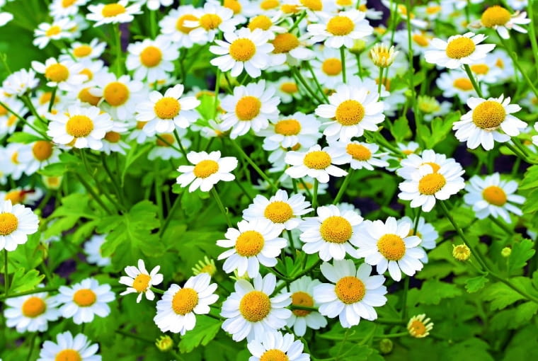 Złocień maruna Złocień maruna