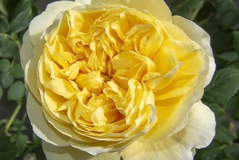 ‘Rose de Bretagne®’ hodowca: Michel Adam Odmiana francuskiego hodowcy Michela Adama z 2021 roku. Nowoczesna róża o romantycznej urodzie starych róż ogrodowych. Z pełnych pąków rozwijają się okazałe kwiaty o wewnętrznych płatkach w delikatnym, maślanym odcieniu który stopniowo przechodzi w biel, nadając kwiatom promienny, słoneczny charakter. Całości dopełnia mocny, pełen słodyczy zapach z wyraźnymi nutami cytrusów. Silne krzewy o wyprostowanych pędach okrywają bujne, zdrowe liście. Kwitnienie jest obfite i długie, dzięki wyjątkowej trwałości kwiatów.