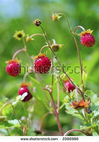 Poziomki - aromatyczne owoce