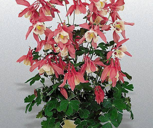 Orlik 'Cameo Pink and White' Aquilegia hybrida 'Spring Magic Hellrot-Weiß' / 'Spring Magic Rose and White' SLOWA KLUCZOWE: B378001