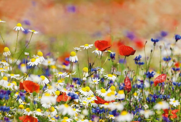 Łąka kwietna Łąka kwietna