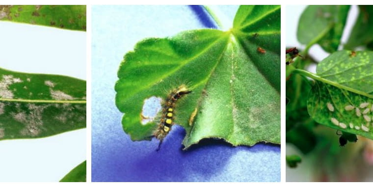 Szkodniki liści Szkodniki liści