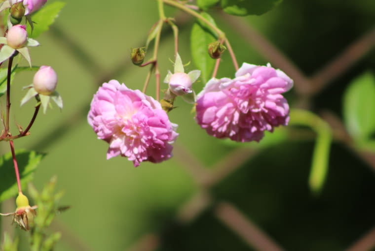 Róża 'Louis mon Ami' Róża 'Louis mon Ami'