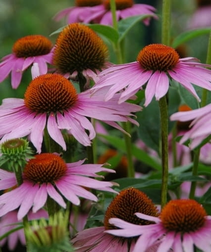 Jeżówka purpurowa (Echinacea purpurea)