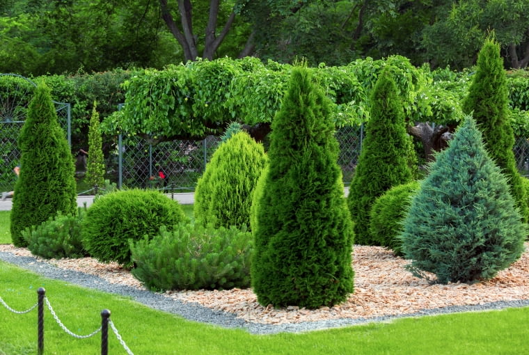 Iglaki kompozycje Iglaki kompozycje