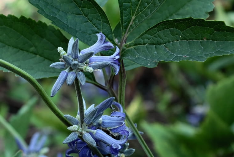 Clematis heracleifolia - Ranunculaceae